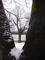 Secret world, Snow, Greenwich Park IMGP7616